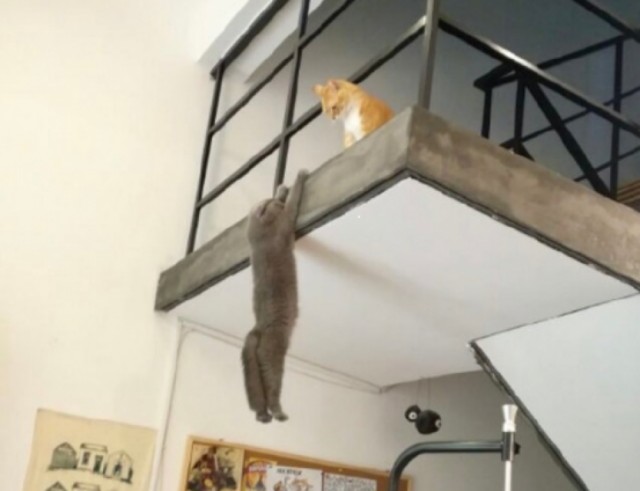 Прикольных котов пост