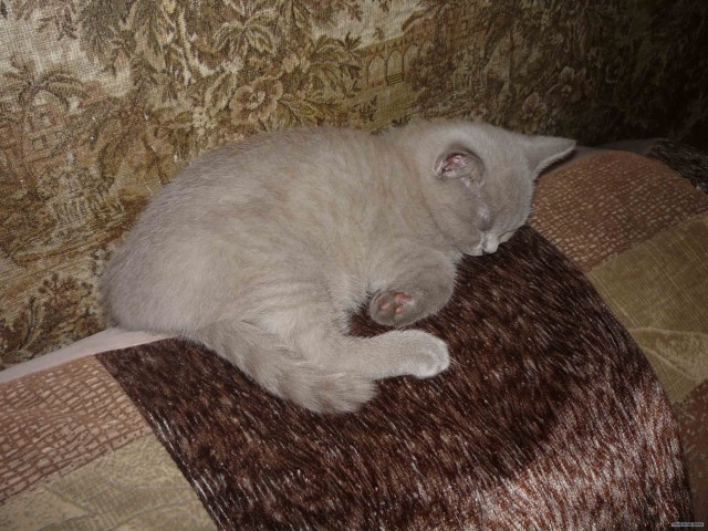 Котовторник на горячее - 20.07.2010