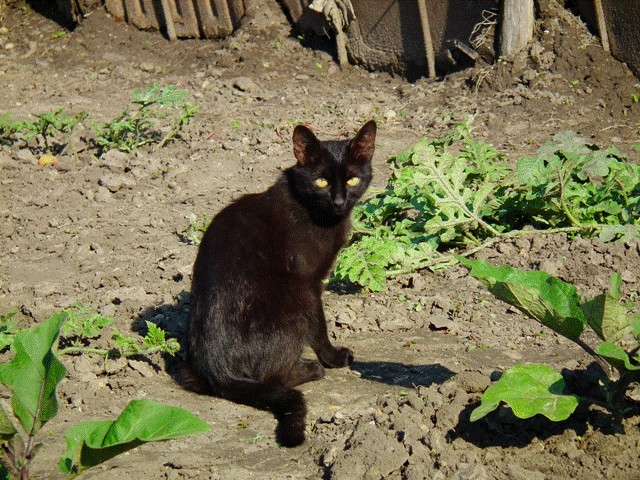 Котовторник так котовторник!