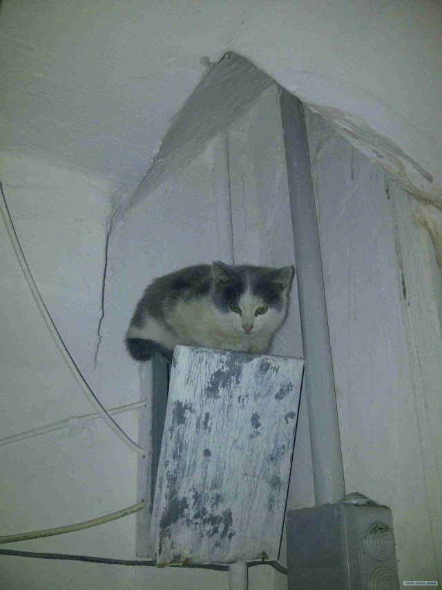 Котовторник (31.01.2012)