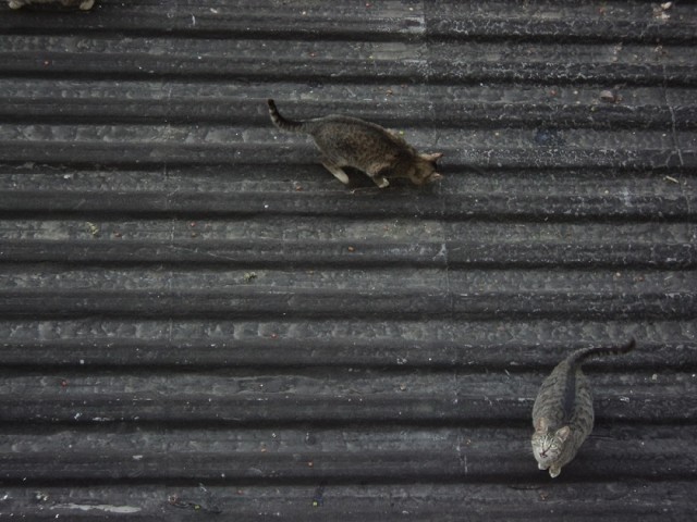Котовторник  12. 06. 2012