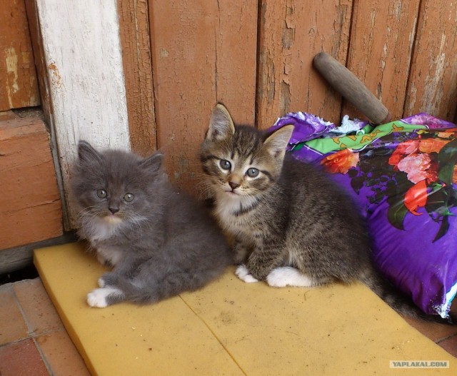 Котовторник  21.08.12