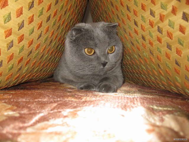 Котовторник 11.09.2012