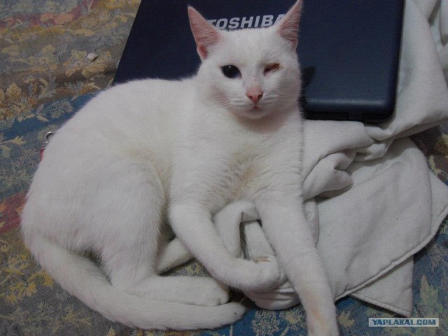 Из России в Германию