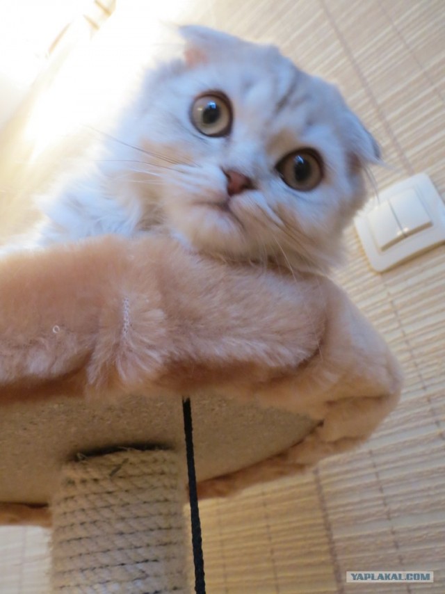 Котовторник 12.02.13