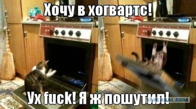 Картинки с котами и про котов