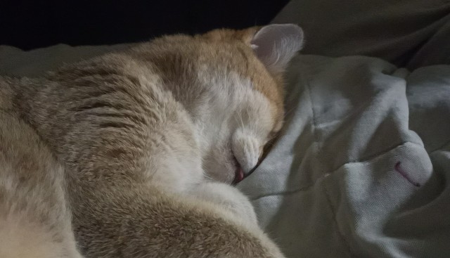 Котовторник 17.11.20