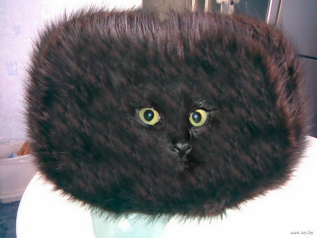 Эпичный кот