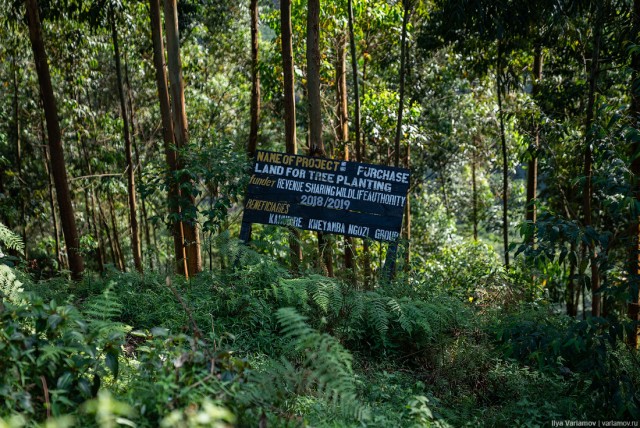 Уганда: самая настоящая Африка с гориллами и носорогами!