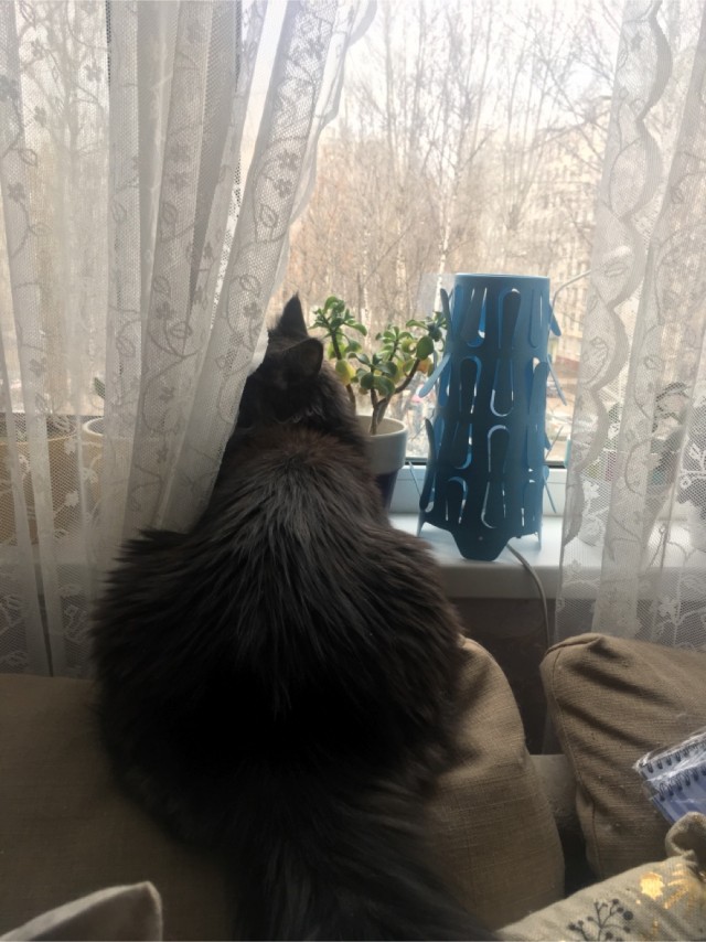 Вторник. Кото-вторник...