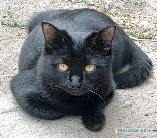 С котовторником!