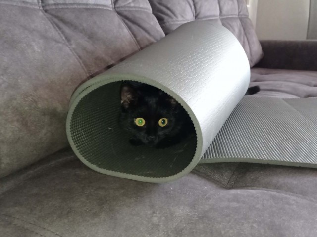А котовторник уже начался?