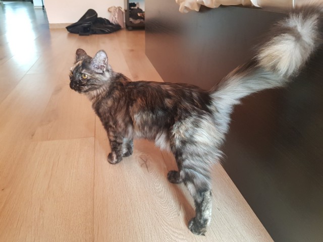 Хоба! Котовторник!
