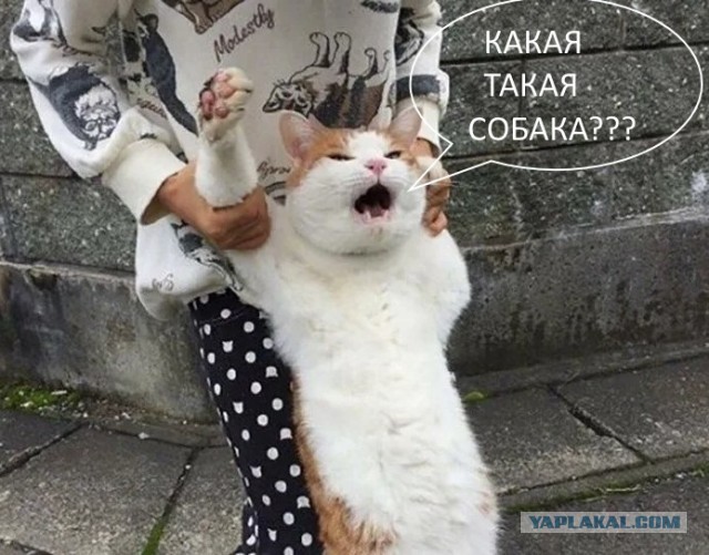 С кота, дразнившего собак в Ленобласти, сняли обвинения