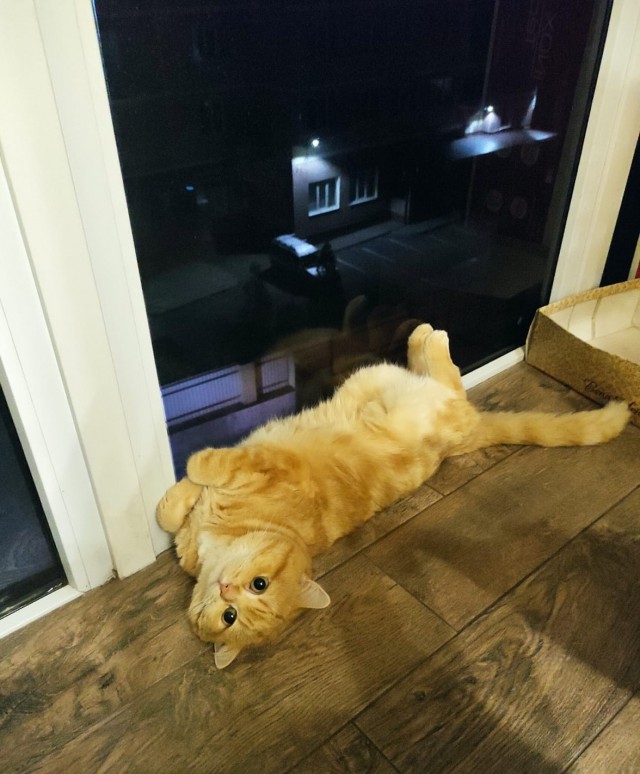 Солнце котовторника уже встало, Господа!