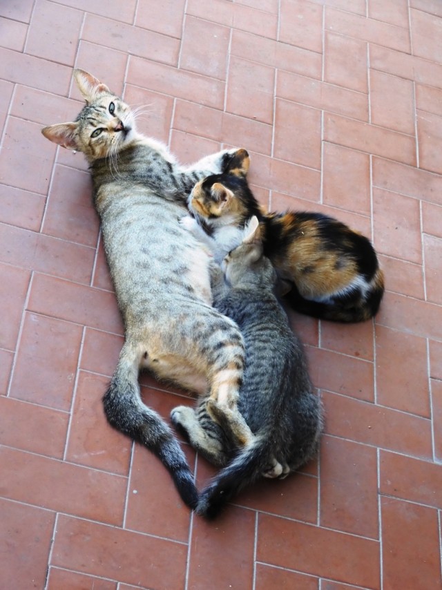 Котовторник. Немного сицилийских котов.