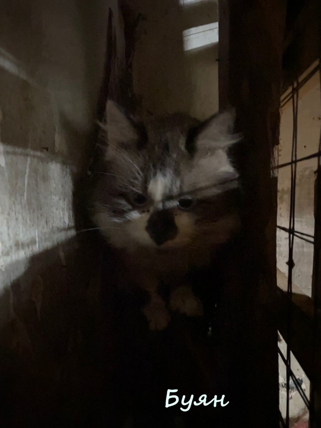 Жизнь домашнего приюта "Котоленд" 363