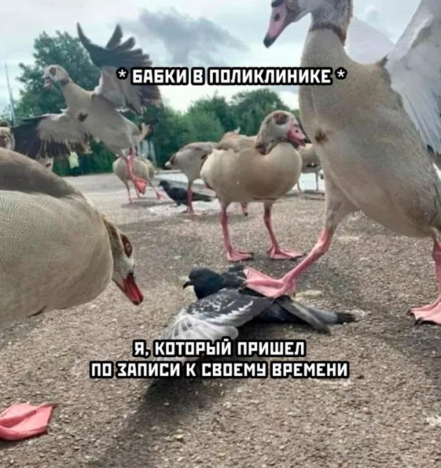 Весёлый полтишок 24.11.22