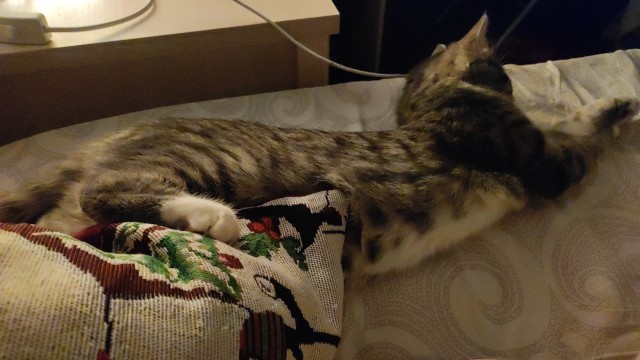 Котовторник