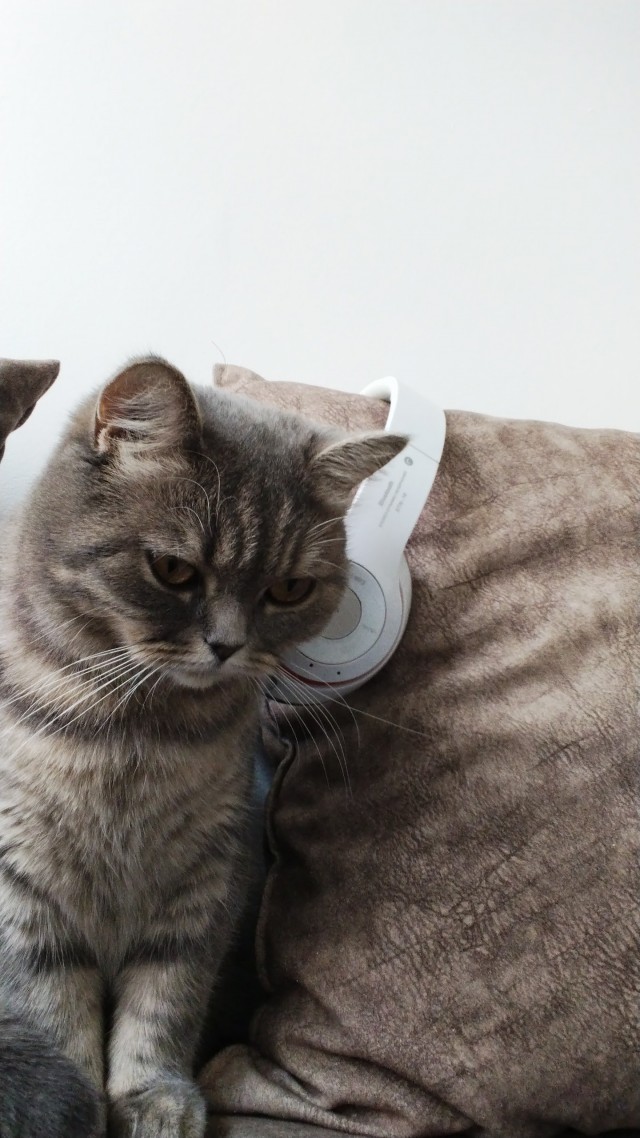 Котовторник! 16+ Коллеги-рабы, отмечаемся, у кого хозяину много лет!