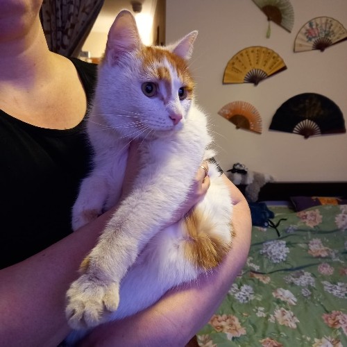 Просто Кот. Или?