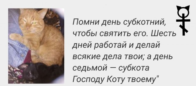Впервые в истории России котик стал одним из смягчающих обстоятельств для уголовника в суде