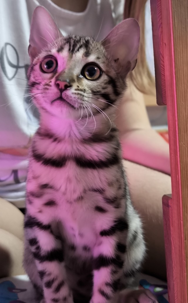 С котовторником ЯПовцы