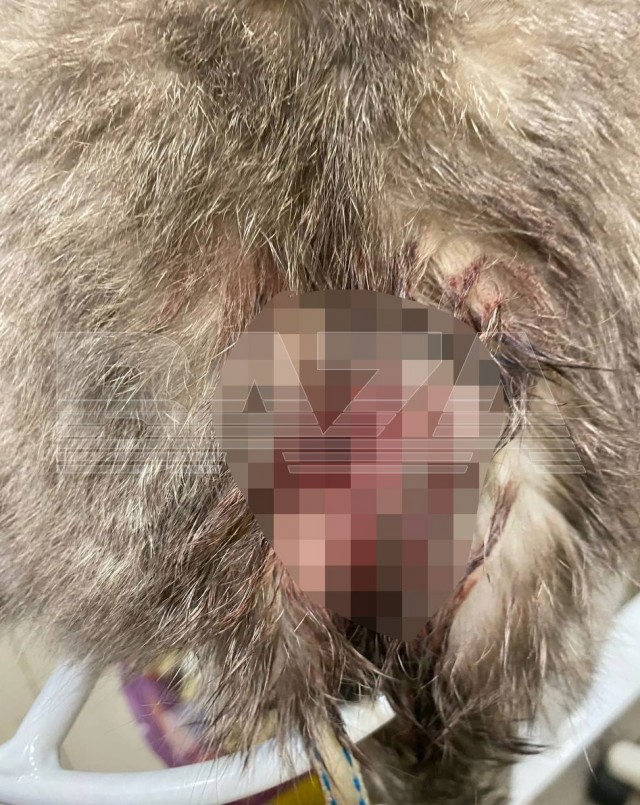 Кот случайно спас свою хозяйку от осколков во время обстрела в Шебекино.