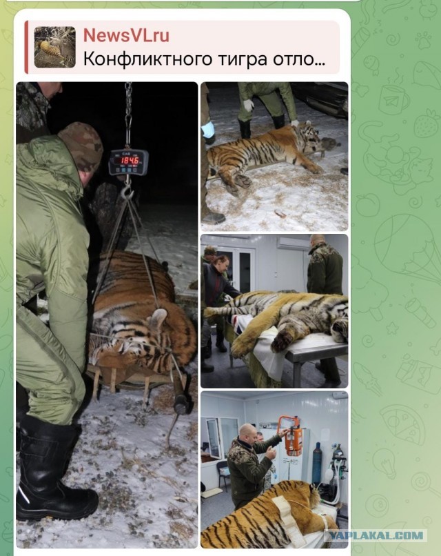 Амурского тигра отпускают на волю Зверь рычит, словно заявляя о своём возвращении в природу