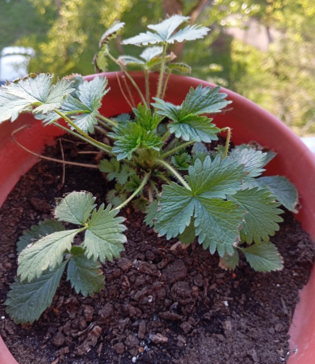 Товарищи. ЯПовчане, нужна ваша помощь.