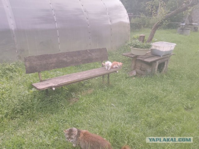 Жизнь домашнего приюта для котеек 548