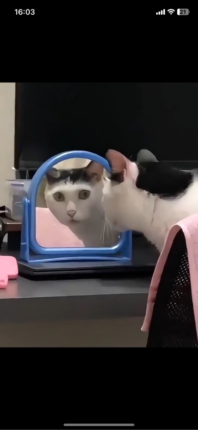 Коты и зеркала
