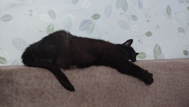 Прощаюсь с котом