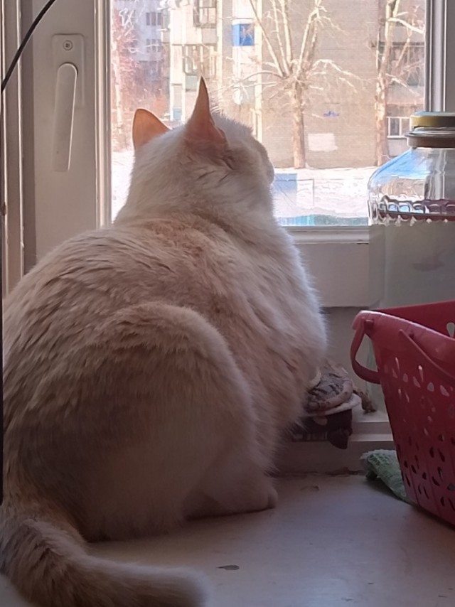 А котовторник уже пришёл?