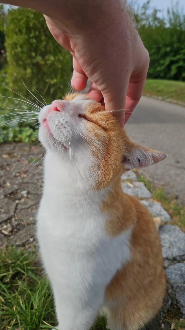 Рандомных фото котов тред