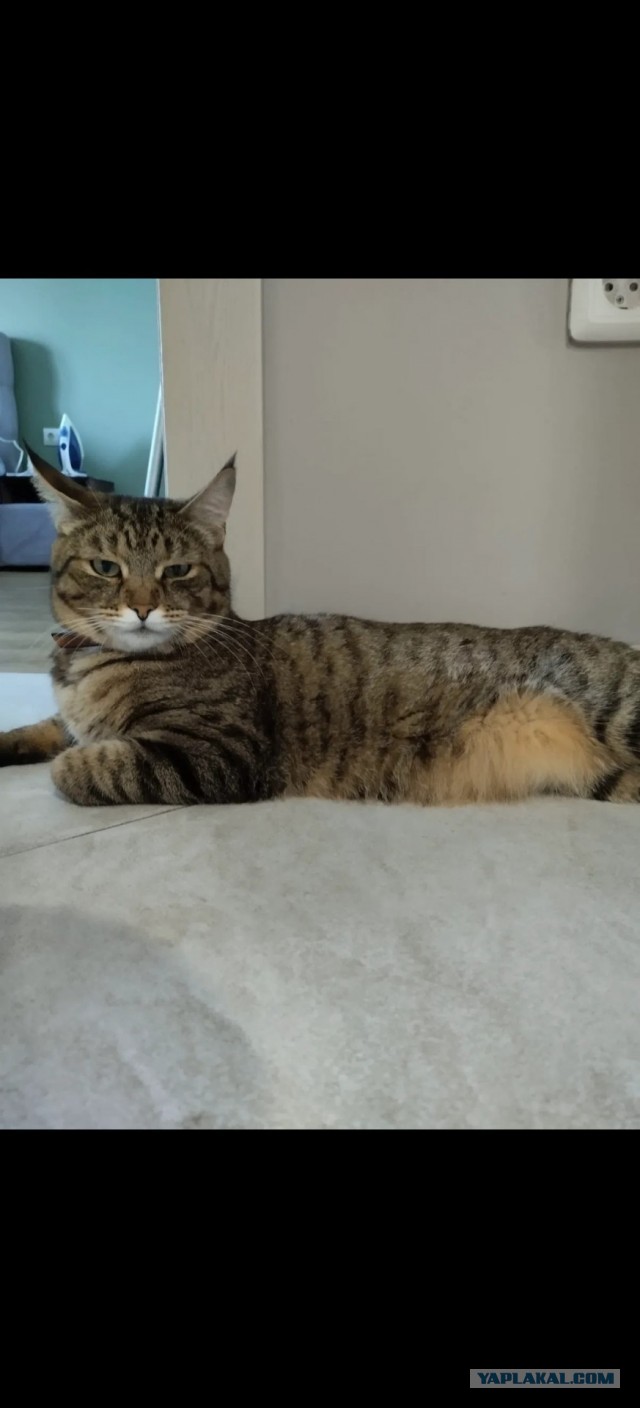 Котовторник же!
