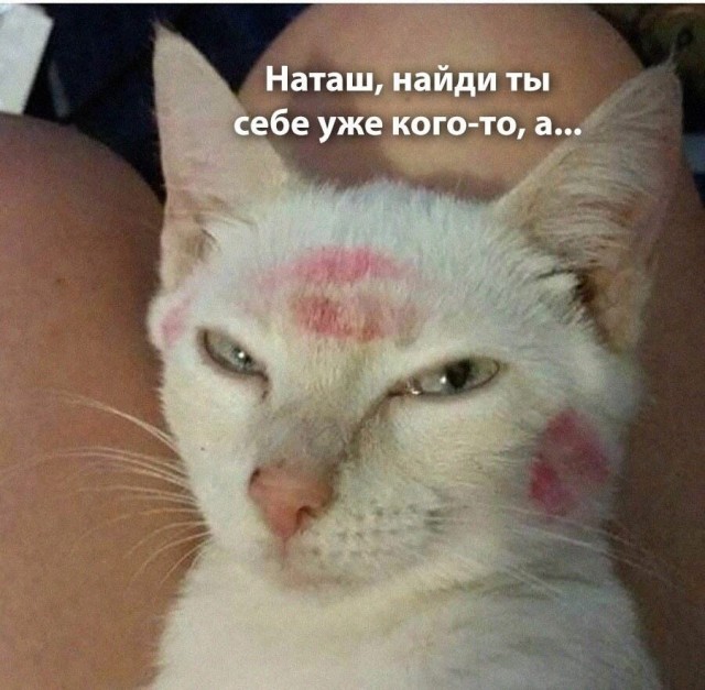 На уходящий котовторник