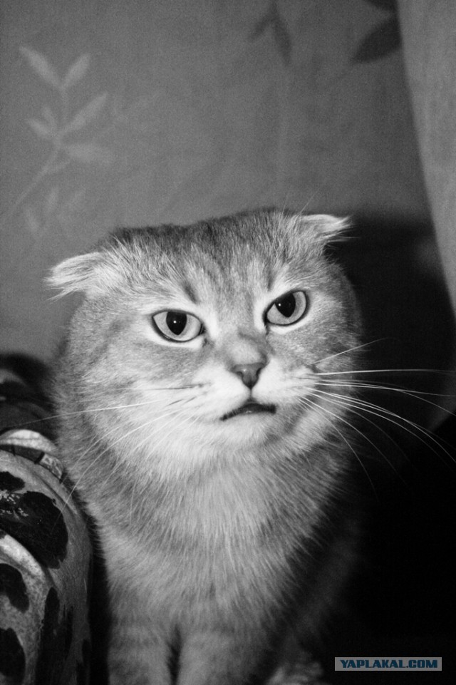 Котовторник 17.09.2013