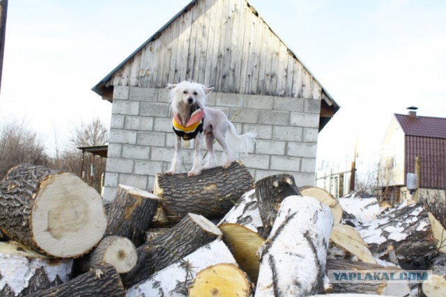 Собакочетверг на 02.01.2014