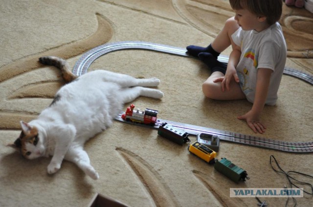 Кошка попала под поезд на глазах у ребенка