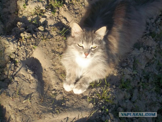 Жизнь домашнего приюта для котеек 9