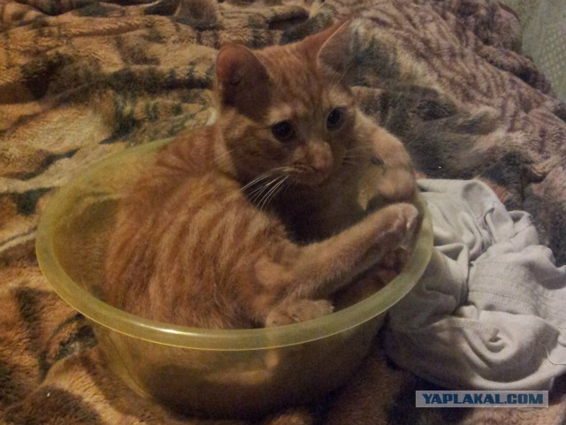 15 кошек, которые отказываются верить