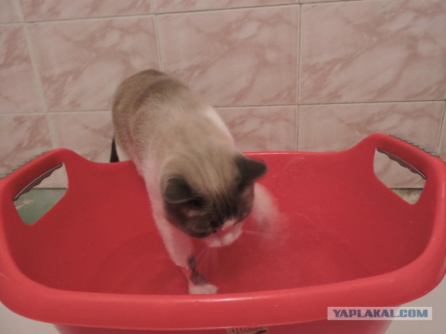Котовторник 14.07.2015
