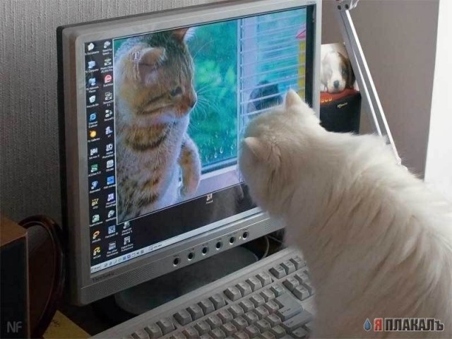 Коты, кошки, котята