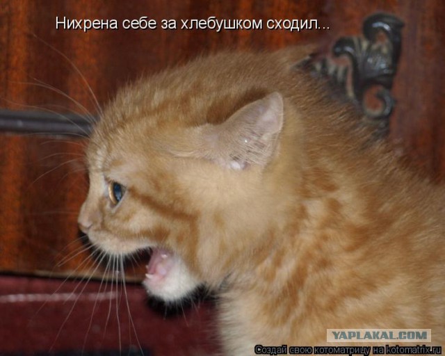 Отмороженная антилопа