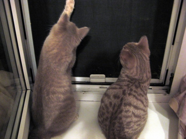 Первый ноябрьский котовторник!