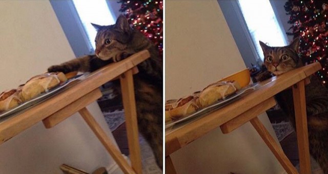 Коты из сети