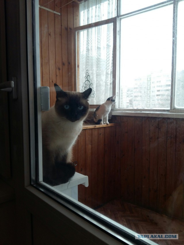 К котовторнику. Мои коты Васька и Кекса