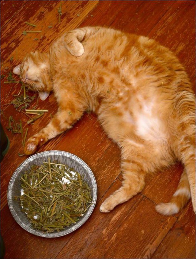 Коты и Кошки