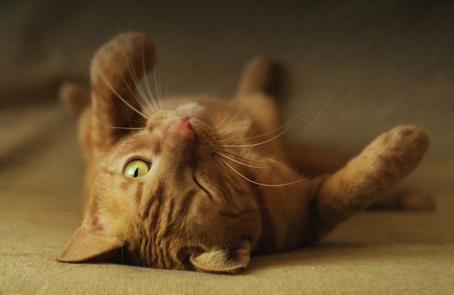 Коты и Кошки